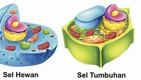 Gambar Perbedaan Sel Hewan Dan Sel Tumbuhan Beserta Keterangannya